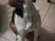 Vallecrosia: smarrito da venerdì scorso un beagle-harrier di nome Eddie, l'appello dei proprietari