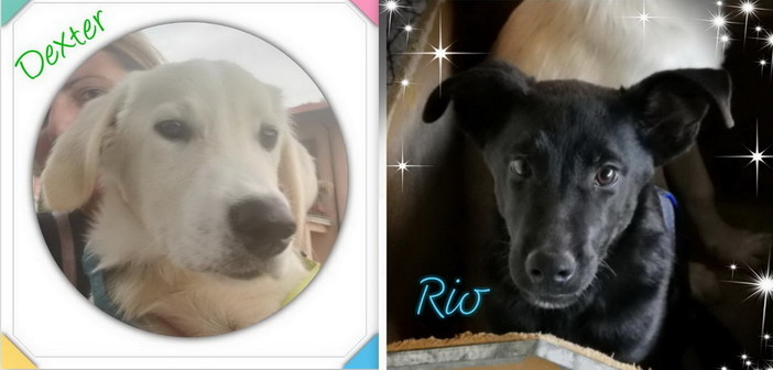 Sanremo: i cuccioli Dexter e Rio sono in cerca di una nuova famiglia