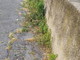 Sanremo: situazione dei marciapiedi di via Vesco, un residente ne segnala il degrado (foto) Sanremo: situazione dei marciapiedi di via Vesco, un residente ne segnala il degrado (foto)