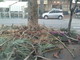 Decespugliamento palme in centro a Ventimiglia: la lamentela di un lettore (foto) Decespugliamento palme in centro a Ventimiglia: la lamentela di un lettore (foto)