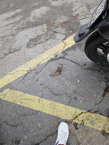 Sanremo: deiezioni canine e sporcizia al parco in via Margotti, la segnalazione con foto di una residente Sanremo: deiezioni canine e sporcizia al parco in via Margotti, la segnalazione con foto di una residente