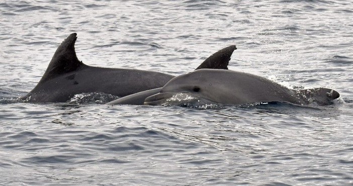 Cetacei nell'estremo Ponente ligure, delfini avvistati a Ventimiglia (Video) Cetacei nell'estremo Ponente ligure, delfini avvistati a Ventimiglia (Video)