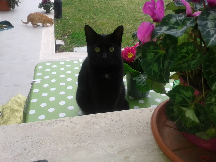 Castellaro:la gattina Diavolina è stata nei giorni scorsi adottata