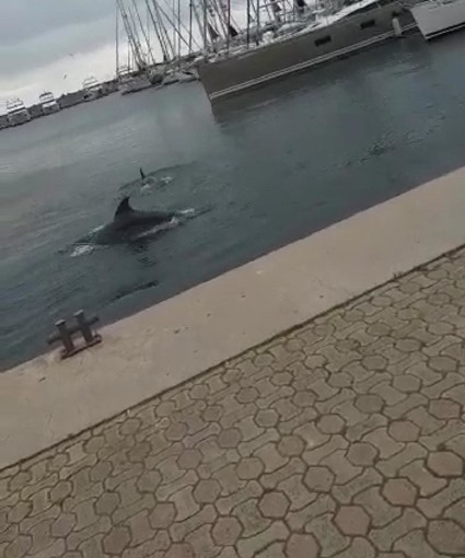 Anche il sindaco di Sanremo condivide il video sui delfini che nuotano vicino al porto in Turchia (video)