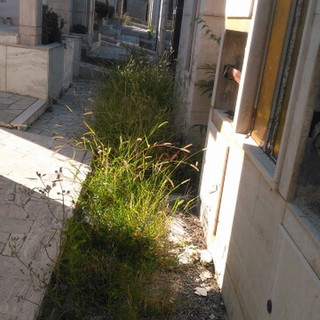 Sanremo: degrado tra le tombe del cimitero di Valle Armea, la segnalazione con foto di un cittadino Sanremo: degrado tra le tombe del cimitero di Valle Armea, la segnalazione con foto di un cittadino