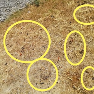 Sanremo, "insostenibile sporcizia lungo il marciapiede di via Lamarmora a San Martino"
