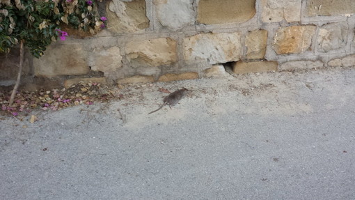 Sanremo: topi, sporcizia e degrado in strada a Tiro a Volo, la segnalazione con foto di un lettore