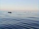 Imperia: lo spettacolo dei delfini al largo del Parasio. Guarda il video mozzafiato