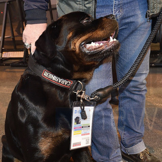 Il cane 'Dux' all'Ariston (Foto Tonino Bonomo) Il cane 'Dux' all'Ariston (Foto Tonino Bonomo)