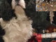Sanremo: è stato smarrito il cagnolino Dgioni, l'appello della proprietaria Sanremo: è stato smarrito il cagnolino Dgioni, l'appello della proprietaria