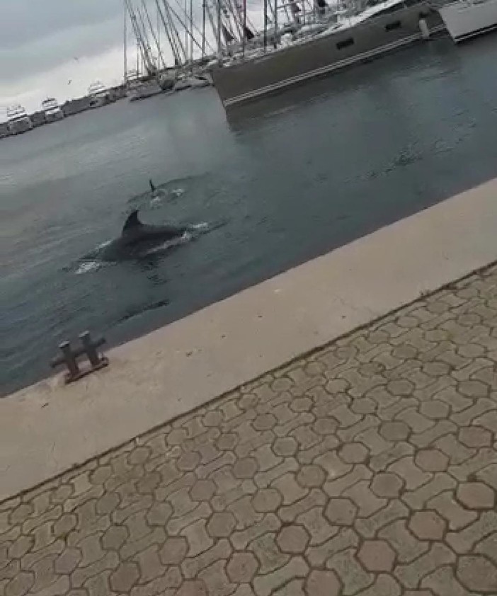Anche il sindaco di Sanremo condivide il video sui delfini che nuotano vicino al porto in Turchia (video) Anche il sindaco di Sanremo condivide il video sui delfini che nuotano vicino al porto in Turchia (video)