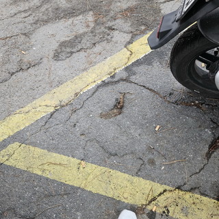 Sanremo: deiezioni canine e sporcizia al parco in via Margotti, la segnalazione con foto di una residente Sanremo: deiezioni canine e sporcizia al parco in via Margotti, la segnalazione con foto di una residente