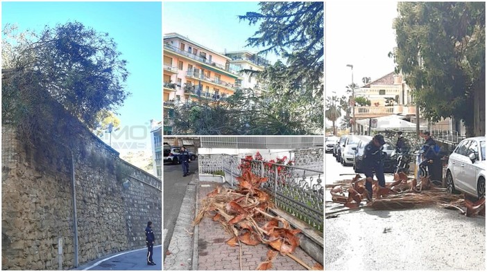 Danni da vento a Sanremo: polizia locale interviene per un albero spezzato