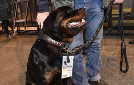 Il cane 'Dux' all'Ariston (Foto Tonino Bonomo)