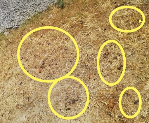 Sanremo, "insostenibile sporcizia lungo il marciapiede di via Lamarmora a San Martino"