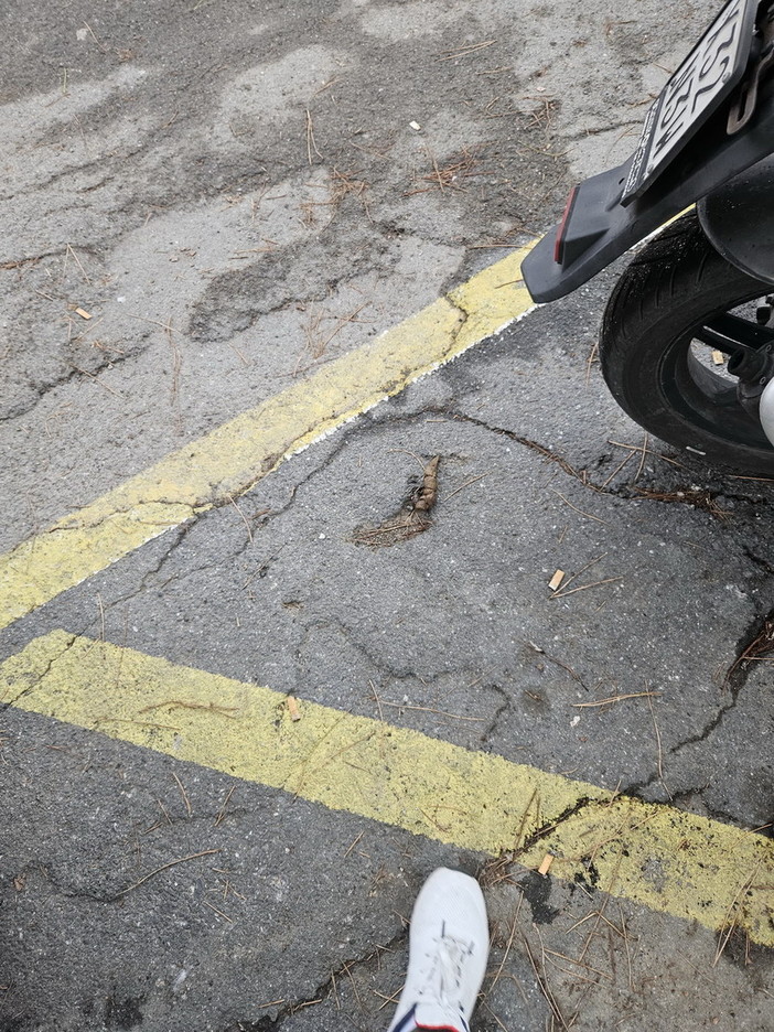 Sanremo: deiezioni canine e sporcizia al parco in via Margotti, la segnalazione con foto di una residente Sanremo: deiezioni canine e sporcizia al parco in via Margotti, la segnalazione con foto di una residente