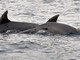 Cetacei nell'estremo Ponente ligure, delfini avvistati a Ventimiglia (Video)