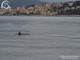 Delfini vicino alla costa imperiese diventato l’habitat privilegiato del mar Ligure Delfini vicino alla costa imperiese diventato l’habitat privilegiato del mar Ligure