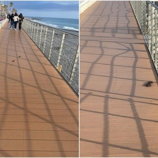 Ventimiglia, "deiezioni canine abbandonate sulla ciclopedonale": la segnalazione (Foto) Ventimiglia, "deiezioni canine abbandonate sulla ciclopedonale": la segnalazione (Foto)