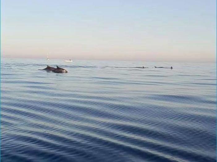 Imperia: lo spettacolo dei delfini al largo del Parasio. Guarda il video mozzafiato Imperia: lo spettacolo dei delfini al largo del Parasio. Guarda il video mozzafiato