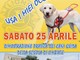 Sanremo: cani guida dei Lions, addestrati ad aiutare le persone non vedenti, la dimostrazione oggi a Pian di Nave