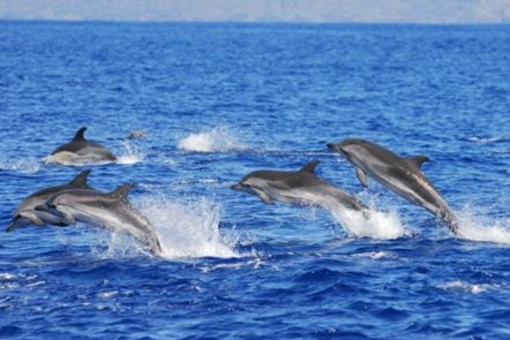 Bordighera: delfino impigliato tra gli ami salvato durante la crociera di avvistamento cetacei