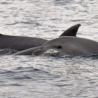 Cetacei nell'estremo Ponente ligure, delfini avvistati a Ventimiglia (Video)