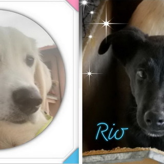 Sanremo: i cuccioli Dexter e Rio sono in cerca di una nuova famiglia