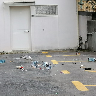 Sanremo: rifiuti sparso ovunque in via Marinella, la segnalazione con foto di una lettrice Sanremo: rifiuti sparso ovunque in via Marinella, la segnalazione con foto di una lettrice