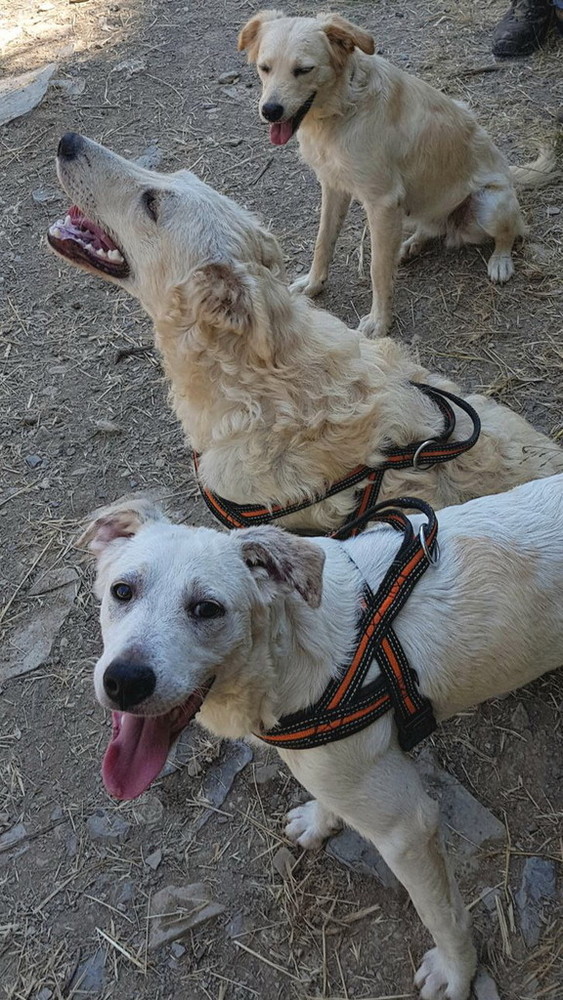 Chiusavecchia: canile "Gli Ulivi" i tre cagnolini Dolly, Bobby e Robby aspettano di avere nuove famiglie Chiusavecchia: canile "Gli Ulivi" i tre cagnolini Dolly, Bobby e Robby aspettano di avere nuove famiglie