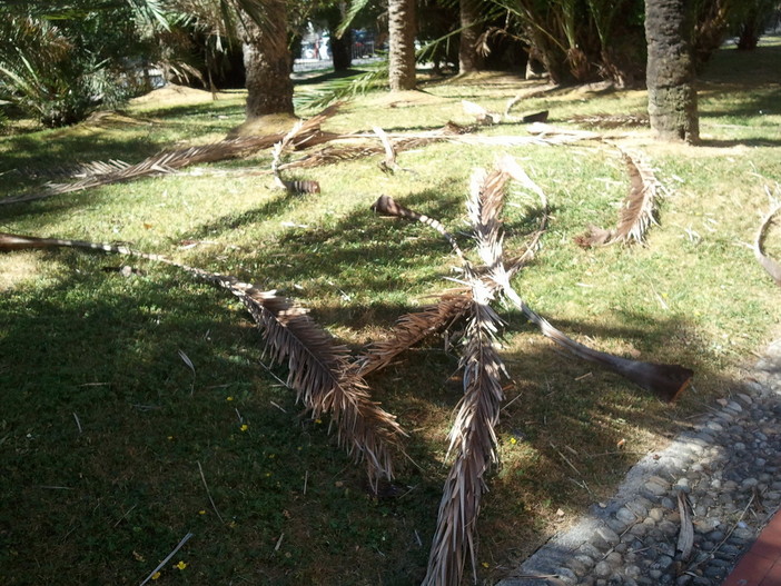 Sanremo: degrado ai giardini della Villa Ormond, il foto servizio di un lettore Sanremo: degrado ai giardini della Villa Ormond, il foto servizio di un lettore