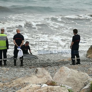 Delfino muore su una spiaggia di Mentone, numerose le richieste di soccorso per l'animale spiaggiato (FOTO e VIDEO)