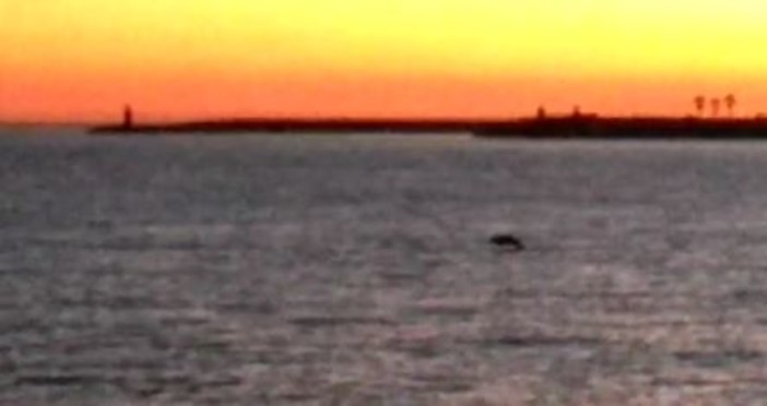 Imperia: un delfino sguazza tra le onde alla foce nei pressi della costa. Lo spettacolo ripreso da un pescatore (video)