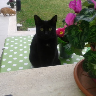 Castellaro:la gattina Diavolina è stata nei giorni scorsi adottata Castellaro:la gattina Diavolina è stata nei giorni scorsi adottata