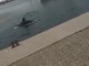 Anche il sindaco di Sanremo condivide il video sui delfini che nuotano vicino al porto in Turchia (video)