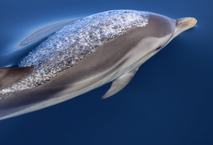 Le stenelle regalano un nuovo spettacolo lungo la costa imperiese