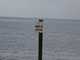 Il mare di Bordighera torna balneabile: rilievi dell’Arpal ok, revocato il divieto del tratto alla foce del Rio Borghetto