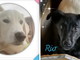 Sanremo: i cuccioli Dexter e Rio sono in cerca di una nuova famiglia