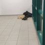 Taggia, "degrado in stazione": la segnalazione (Foto) Taggia, "degrado in stazione": la segnalazione (Foto)