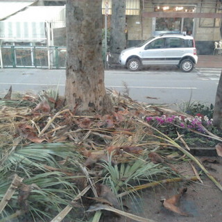 Decespugliamento palme in centro a Ventimiglia: la lamentela di un lettore (foto)