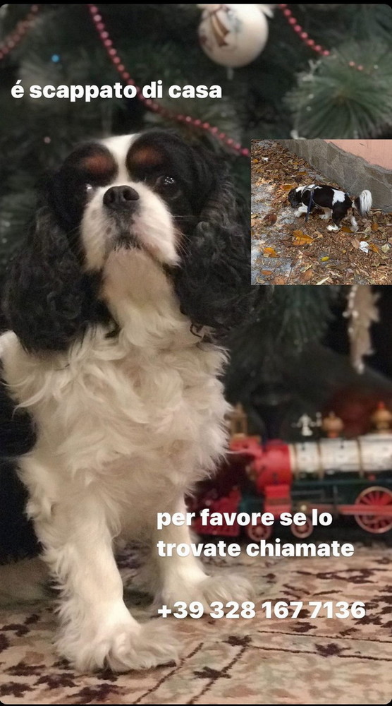 Sanremo: è stato smarrito il cagnolino Dgioni, l'appello della proprietaria