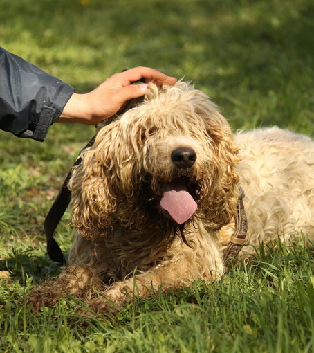 Chiusavecchia: canile "Gli Ulivi" questa settimana cerchiamo una casa per Danti, venite a trovarlo