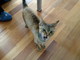 Smarrito ieri ad Arma di Taggia un gatto di razza 'demon rex' Smarrito ieri ad Arma di Taggia un gatto di razza 'demon rex'