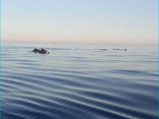 Imperia: lo spettacolo dei delfini al largo del Parasio. Guarda il video mozzafiato