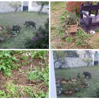 Imperia, palazzina in ‘ostaggio’ dei cinghiali in via Santa Lucia. Un'inquilina: “Sono tornati e hanno devastato il giardino. Evitiamo di uscire”