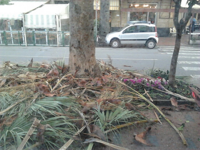 Decespugliamento palme in centro a Ventimiglia: la lamentela di un lettore (foto) Decespugliamento palme in centro a Ventimiglia: la lamentela di un lettore (foto)