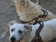 Chiusavecchia: canile "Gli Ulivi" i tre cagnolini Dolly, Bobby e Robby aspettano di avere nuove famiglie