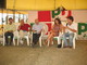 Camporosso: i risultati e le foto del incontro dibattito di ieri alla Festa Democratica Camporosso: i risultati e le foto del incontro dibattito di ieri alla Festa Democratica