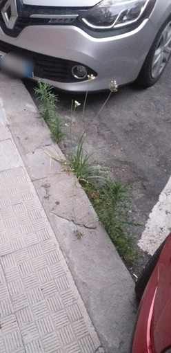Sanremo: erbacce ai lati della strada in via Vesco, la segnalazione con foto di un cittadino Sanremo: erbacce ai lati della strada in via Vesco, la segnalazione con foto di un cittadino