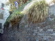 Sanremo: erbacce in zona Rivolte nella Pigna, una lettrice smentisce Sanremo: erbacce in zona Rivolte nella Pigna, una lettrice smentisce